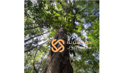 arvore-centenaria_02